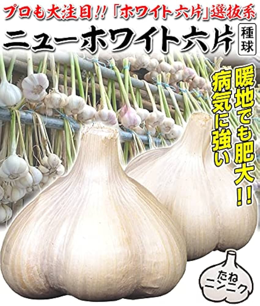 Amazon.co.jp: ニンニク 種球 ニューホワイト六片 1kg / 国華園