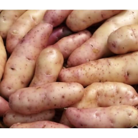 Potato 'Pink Fir Apple' Potato Seeds X20 - Main Crop, Scottish Basic Seed Potato,RHS Award of Garden Marit Cover