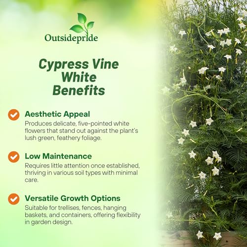 Image of Outsidepride White Cypress Vine Seeds - 200 Pcs Annual Flower Seeds with Nectar-Rich, Star-Shaped Flowers & Feathery, Fern-Like Leaves for Fences, Trellises, Pergolas & Vertical Gardens