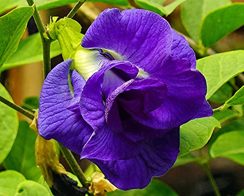 Aiden Gardens Rare Shankupushpam,Clitoria Ternatea Double Blue Butterfly pea 1 Live Plant (B09671B74Z) Amazon Price History, Amazon Price Tracker