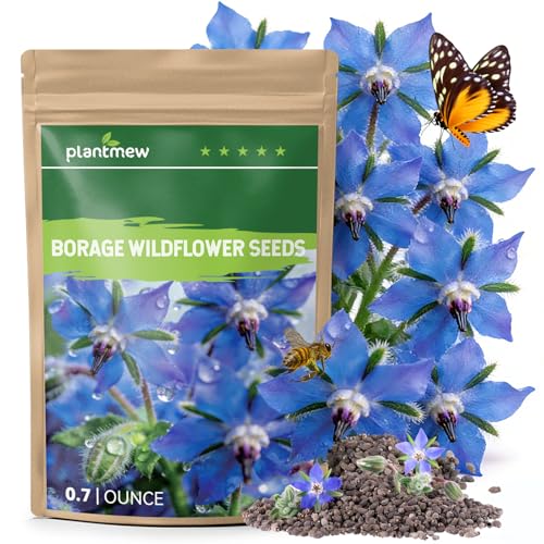 Borage Seeds for Planting 1000+ Seeds Easy to Grow Blue Edible Star Flowers Attract Pollinators Herb Garden Seeds for Home Gardening