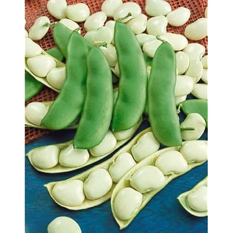 SeedSurvivior Henderson Phaseolus Lunatus Bush Lima Bean - 30 Seeds/10 Grams Cover