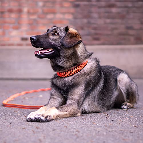 Sprenger Hundehalsband aus stabilem Paracord Nylon mit Edelstahl Clic Lock Verschluss I Wasserabweisende Halskette, reflektierend, langlebig 50 cm, orange