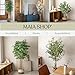 Maia Shop 1225 Ficus Troncos Naturales, Elaborados con los Mejores Materiales, Ideal...