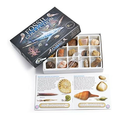 Fossil Collection Kit - Contains 15 Genuine Fossils! (Collection Kit with Study of Fossils Booklet) Cover