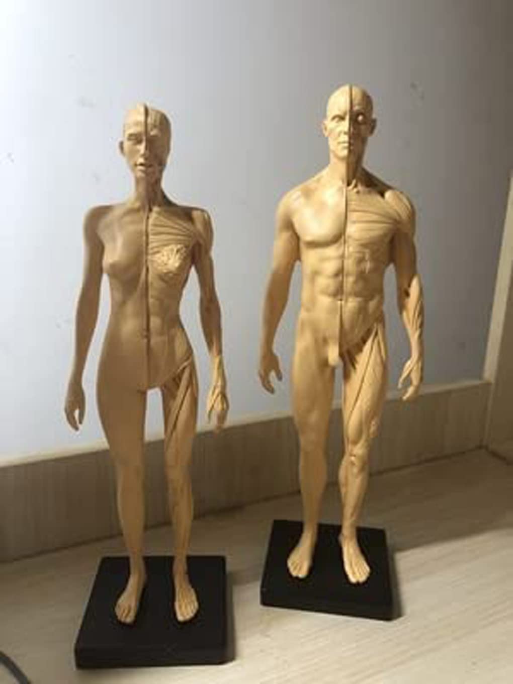男性と女性 人体モデル 人体模型 1セット 約30cm 人体筋肉模型 樹脂 Amazon.co.jp: 人体模型 人体モデル 男性と女性 1セット 11インチ 約