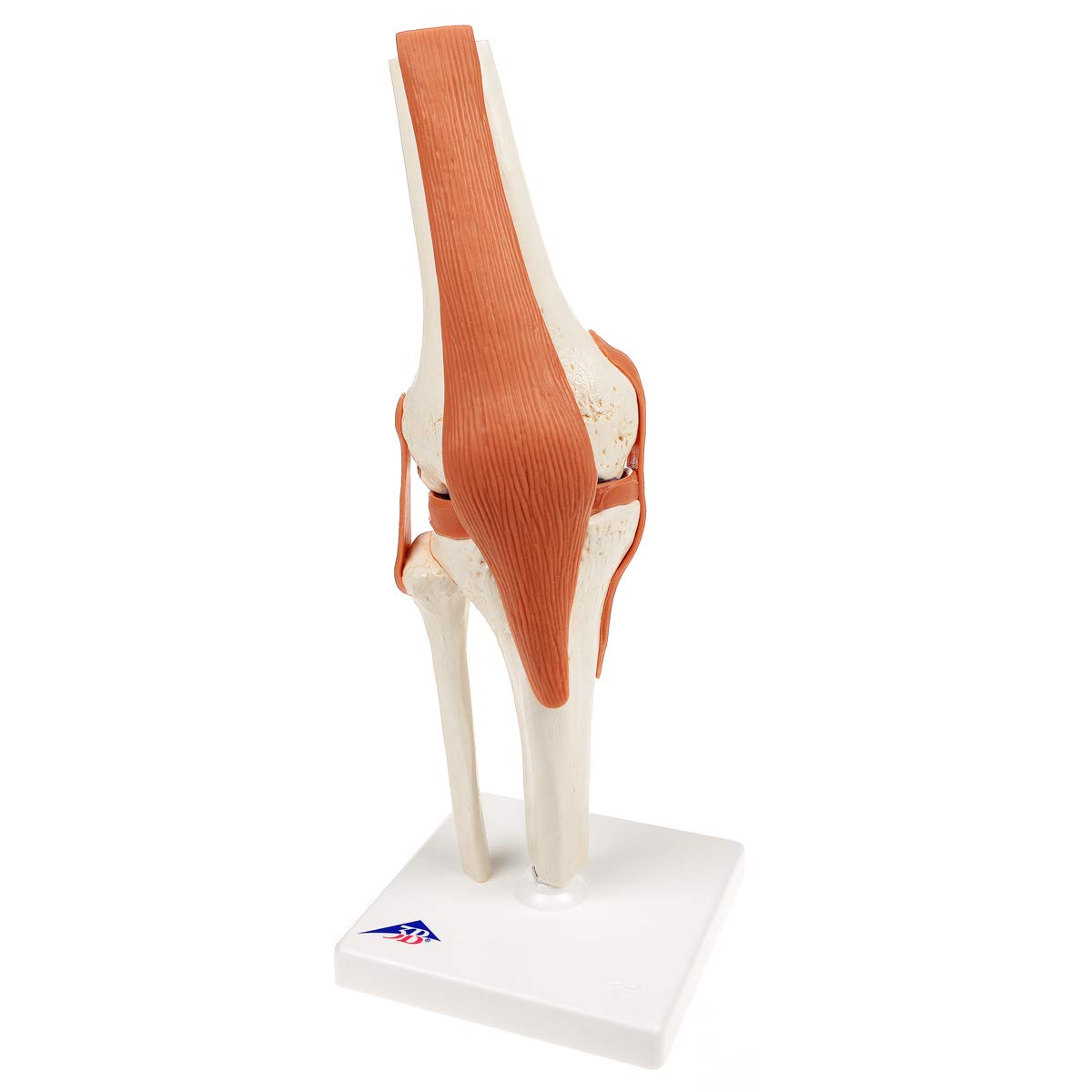 3B Scientific A82/1 Modello Funzionale di Lusso dell'Articolazione del Ginocchio + software gratuito di anatomia - 3B Smart Anatomy