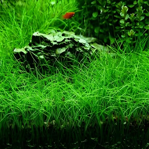Image of 4 Pack Aquarium Plant S.e.e.d Set, not Artificial plasticl Plant. Real Grass Tank Decor Replacement for Resin or Plastic Grass N0:9527-2