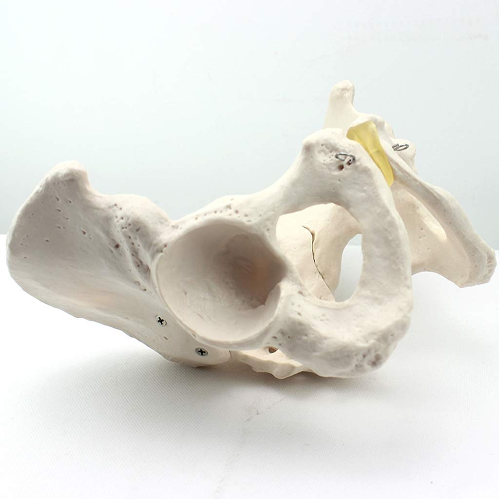Modello di Anatomia Pelvica - Modello di Bacino Maschile - Materiale PVC Modelli Scientifici di Educazione Medica Pelvica Umana