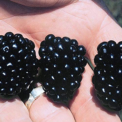 BlackBerry Fruit Bushes 'Apache' Large Thornless Blackberries Ready to Plant in Patio Pots for Containers Fruit Bush Garden Plants Self-Fertile Rubus fruticosis 1 x 9cm Pot by Thompson and Morgan