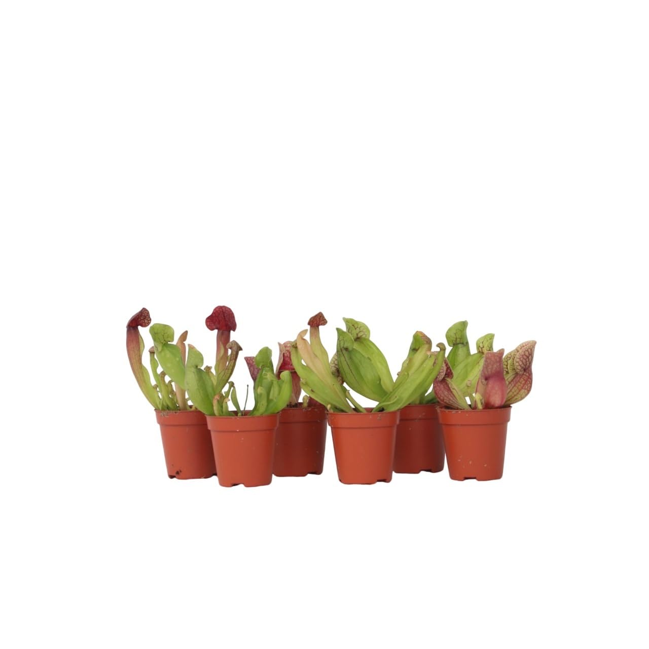 Plant in a Box - Sarracenia purpurea - Lot de 6 - Sarracénie pourpre - Plante carnivore - Pot 5,5cm - Hauteur 10cm