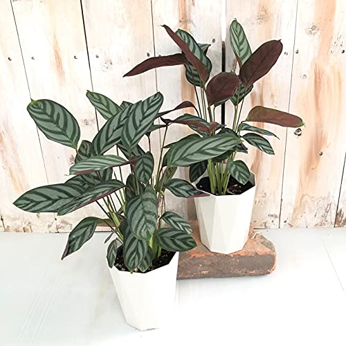 Amazon｜観葉植物 カラテア クテナンテセトサ 4号鉢 小型 小さい 室内