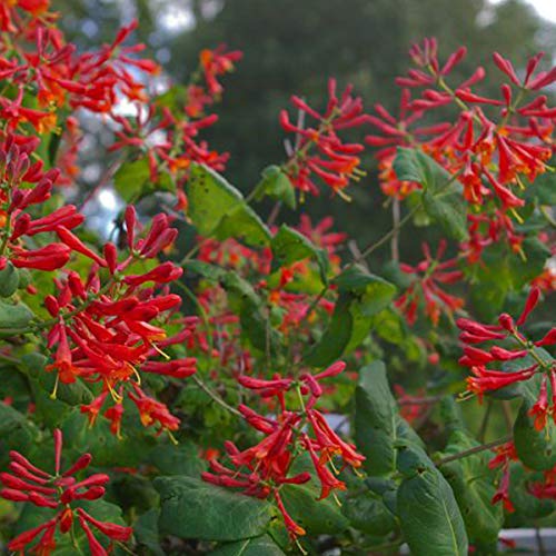 Lonicera Brownii 'Dropmore Scarlet' - Geischlinge 'Dropmore Scarlet' 50-60  cm Pflanzcontainer : Amazon.de: Garten