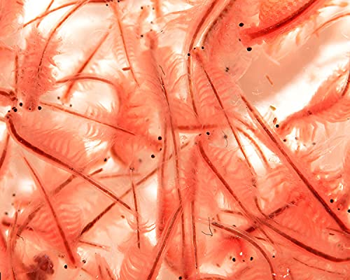 NatureHolic Lebendfutter Salinenkrebse/Artemia, Menge:180 ml