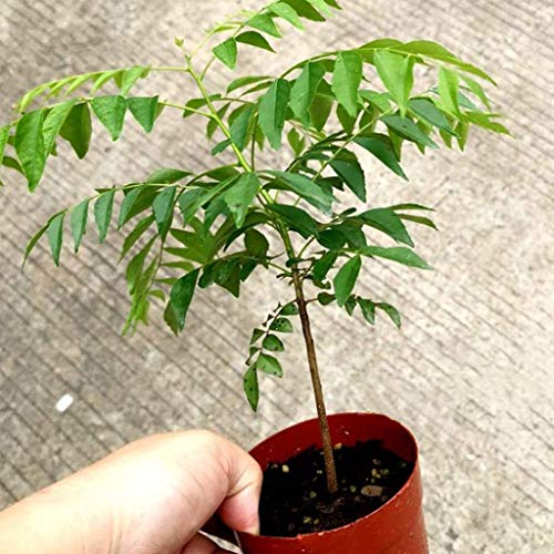 Curry Leaf Tree Seed