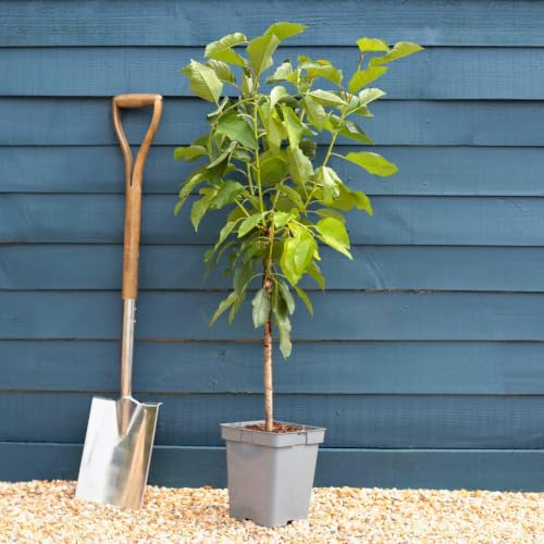 Roots Plants Sunburst Cherry Tree | Self-Fertile Dessert Cherry Fruit Tree for Patios | Heavy Cropping & Sweet Variety | 4.5L Pot | Patio or Garden Ready