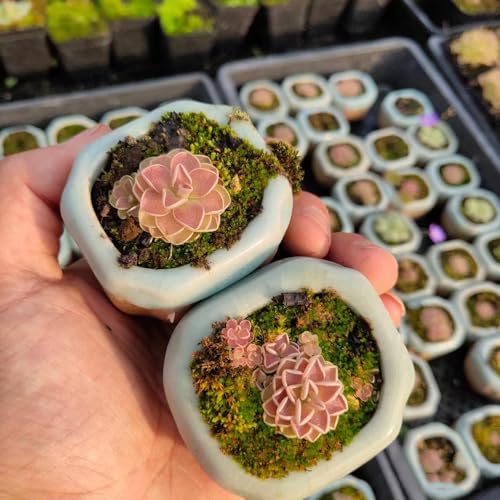 plantas carnívoras - semillas de mantecosa semillas exóticas plantas en macetas jardín de interior suculentas resistentes en macetas jardín exterior bonsái planta maceta balcón con 200pcs