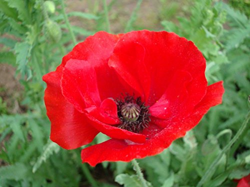Poppy Red Corn Poppy3000 Seeds+ Poppy Red Corn Poppy3000 Seeds+