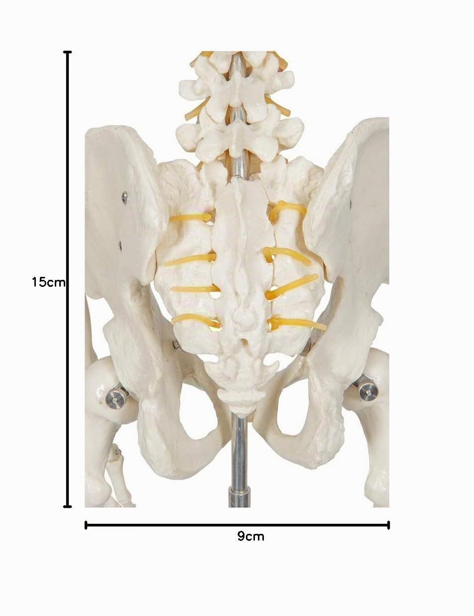 Elementary Anatomy Skelettmodell – Lebensgroßes menschliches Skelett Anatomie Modell, beweglich & abnehmbar mit Armen, Beinen & Schädel, stabiler Ständer, 2 Lehrtafeln, haltbares PVC für Unterricht