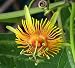 Very rare yellow passiflora passion perennial vine with variegated leaves10 seeds