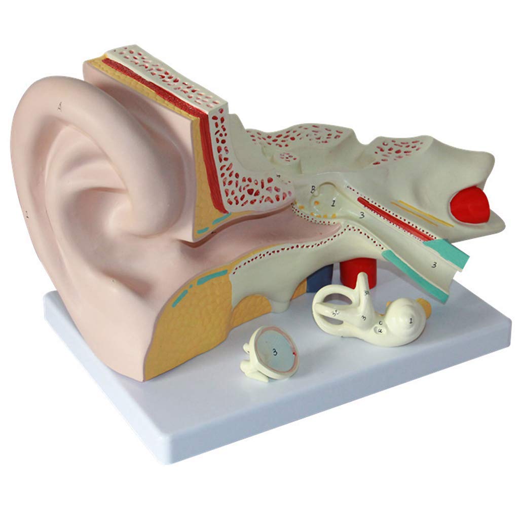 Modello Anatomico Dell'organo Umano - Modello Anatomico Dell'orecchio Gigante - Modello Staccabile Dell'orecchio per Pacchetto di Istruzione di Base - Usato per La Formazione E L'istruzione