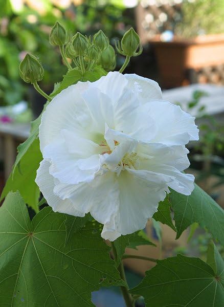 酔芙蓉の種 酔芙蓉 （ スイフヨウ ） 9cmポット苗 : 花と緑の専門店 土っ子