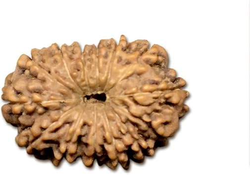 14 Mukhi Indonesia Rudraksha Medium 15mm-17mm Lab Certified