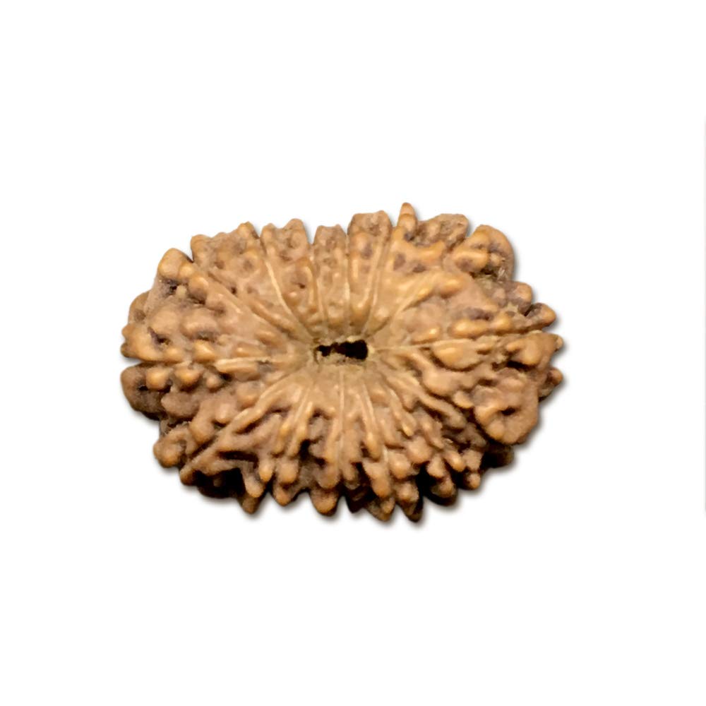 Perle de Rudraksha 14 Mukhi indonésien de qualité supérieure 15-17 mm