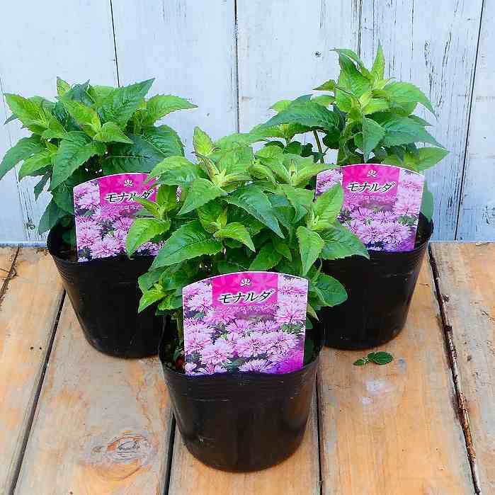 モナルダ花苗　濃いピンク Amazon | モナルダ 苗 ピンクフロスティング 3.5号ポット タイマツバナ