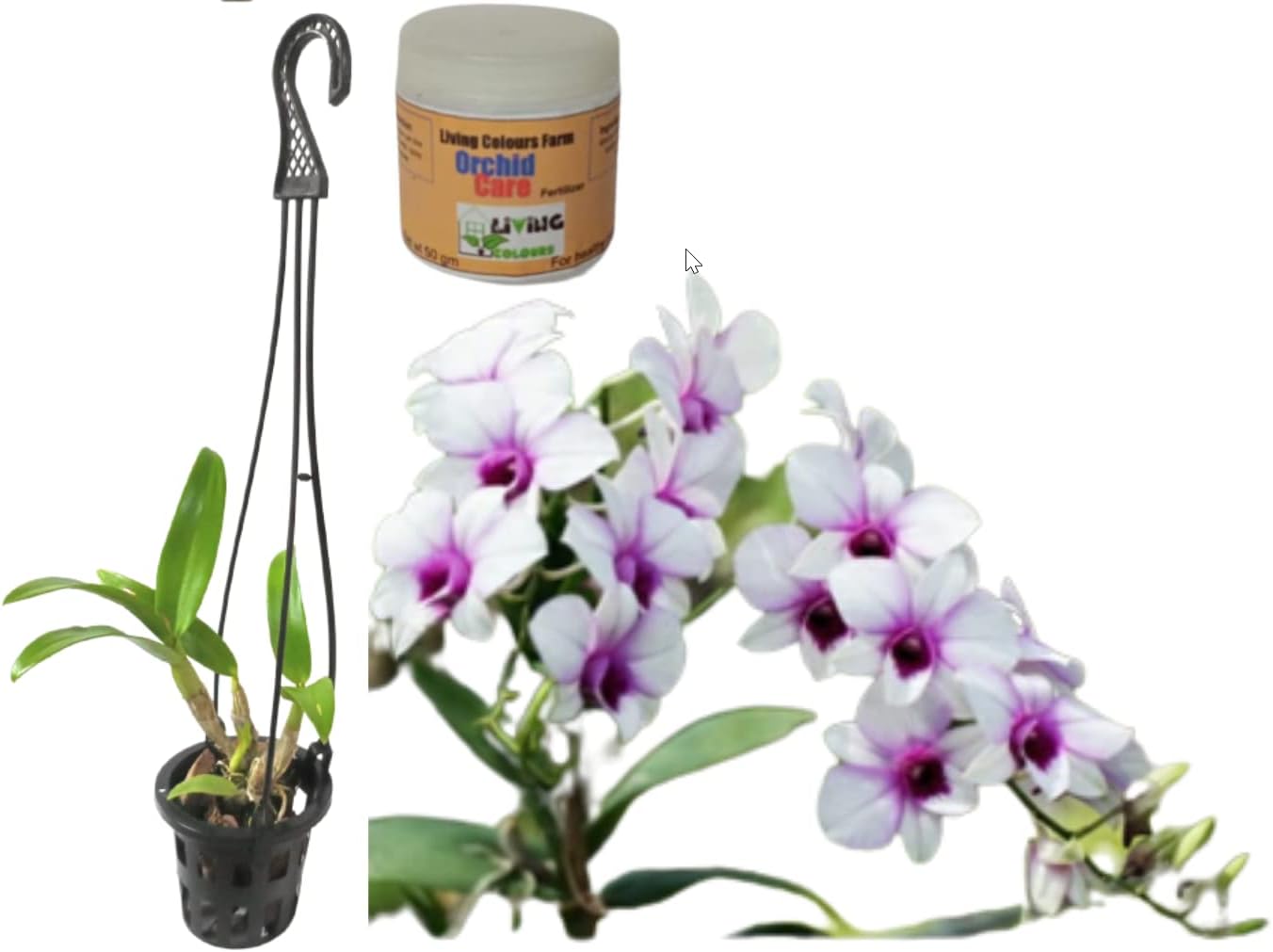 Rare Orchid Live Plants with Flowers