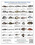 Tackle Box I.D. South Carolina Saltwater Fish Identification Card Set of 3 Waterproof Cards Showing 60 Common Fish and 17 Sharks in True-to-Life Photographs with SCDNR Rules