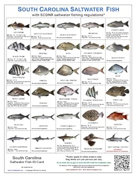 best times to surf fish in north carolina