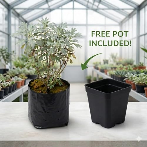 Image of Live Lavender Plant with Pot | Fragrant Purple Flowering Herb | Aromatic Outdoor Indoor Plant for Home Garden Balcony Terrace Patio Decor | Low Maintenance Lavender Flower| Pack of 1