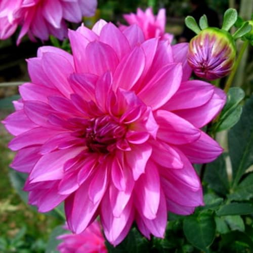 Anemonenzwiebeln Anemone Ausdauer Anemone Ist KäLtebestäNdig Leicht Zu Pflegen Beharrliche VitalitäT-10bulbs-E