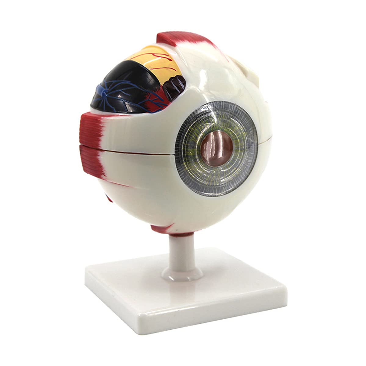 Buy Human Eye Model, 6x Magnification of 7 Parts of the Eye Anatomy Model, Showing the Optic