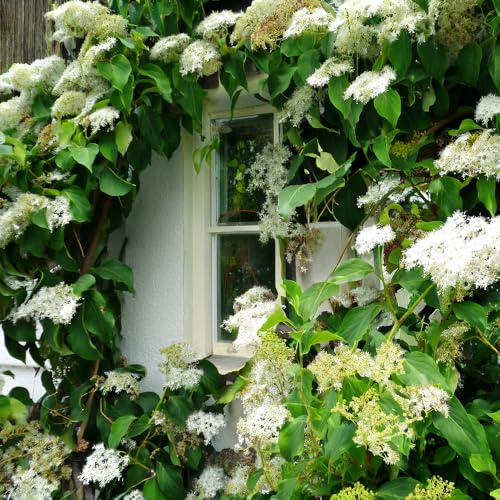 Hydrangea ‘Petiolaris’ 4L Plant. Climbing Hydrangea. Available from Bedwen Plants