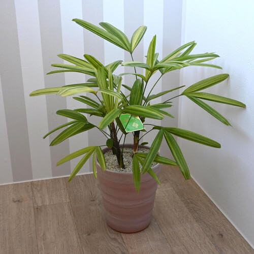 Amazon｜観音竹 鉢植え1鉢 陶器鉢植え和の観葉植物アヤニシキ