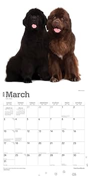 Amazon.co.jp: 2024年 ニューファンドランド犬 カレンダー
