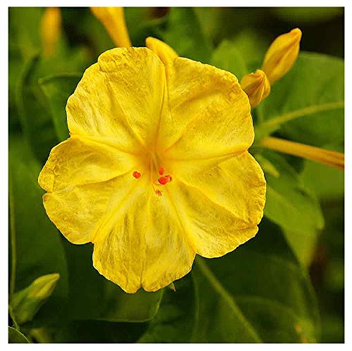 80 Yellow Four O'clock Seeds - Tender Perennial That Reseeds Easily #TOP5