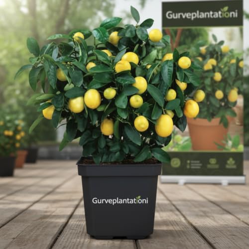 Image of Lemon Fruit Plant, Hardy, Low Maintenance Tree for Fresh Lemons, Ideal for Patio or Garden (Yellow Lemon)