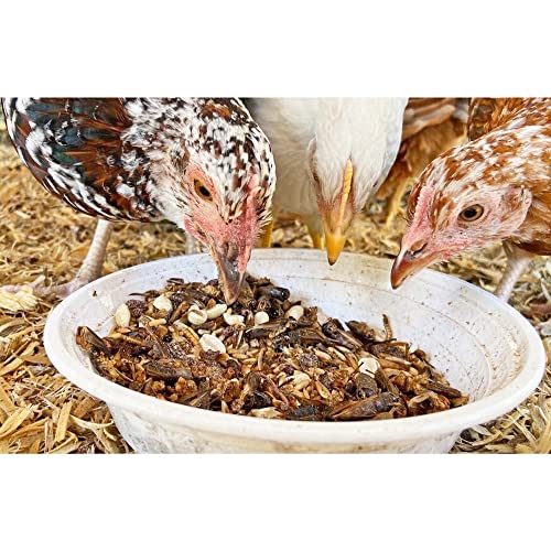 8 Oz Dried Crickets - High Protein Insect Treat - Chickens, Wild Birds, Hedgehogs, Bluebirds, Reptiles, Sugar Gliders, Opossums, Skunks, Lizards, Bearded Dragons, Fish, Amphibians, Turtles (1) #TOP7