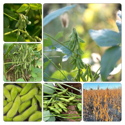 semillas frijol edamame de resistentes hortícolas decorativas decoración oficina Parterres elevados jardín 50pcs