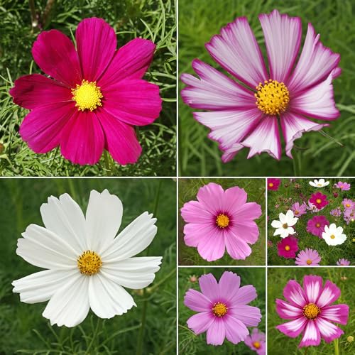 Image of Ferry-Morse Bulk Cosmos Seed Mix, 68,000+, 1 lb