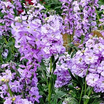 Buy4Seeds 12000 Seeds Scented Stock Seeds - Matthiola Bicornis Easy to Grow