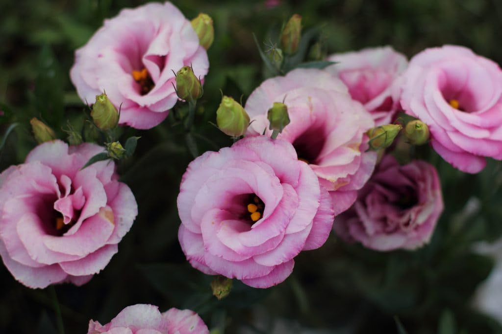 lisianthus flower live plants For Home Planting pack of 1 healthy plant (B0CX68CJ8Q) Amazon Price History, Amazon Price Tracker