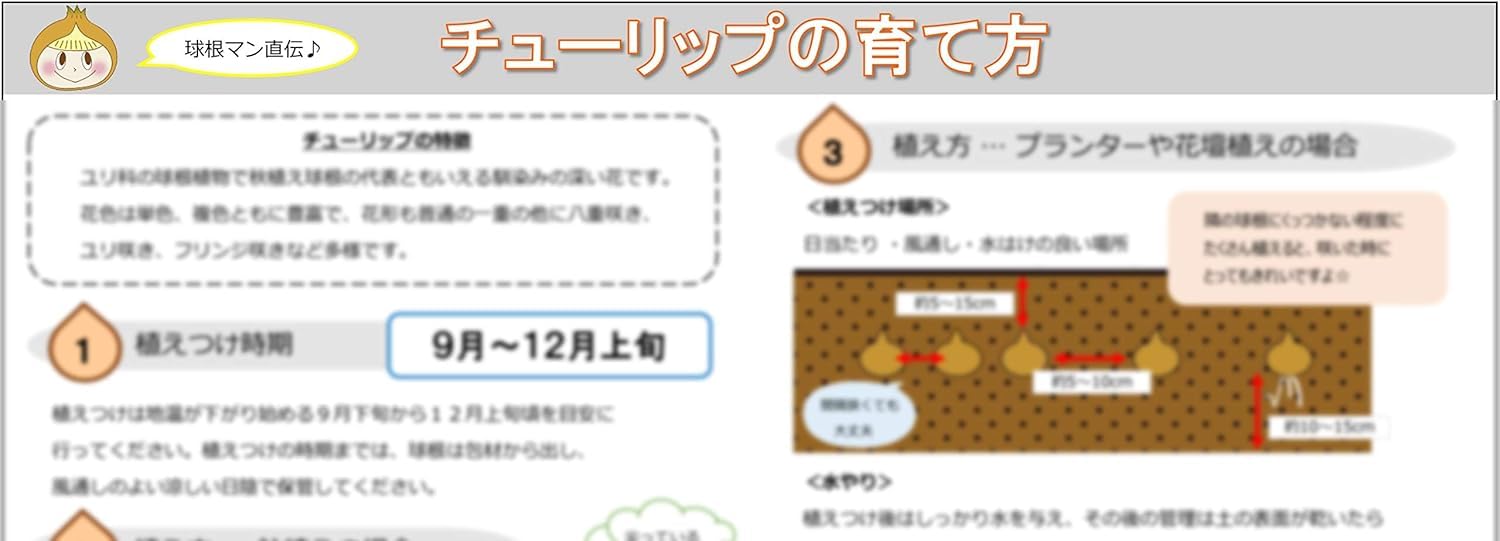 Amazon | ごちゃまぜ てんこ盛り おまかせチューリップ 球根 500球