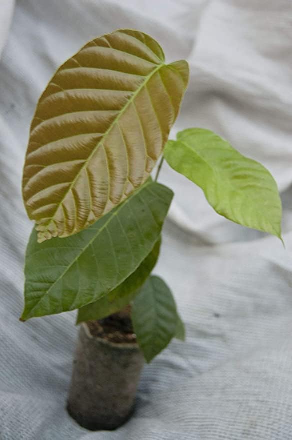 Sal Tree, Plant Shorea robusta - Plant Garden Live Plant Nursery Outdoor Living Plant (green) (B0DCTGDWJL) Amazon Price History, Amazon Price Tracker