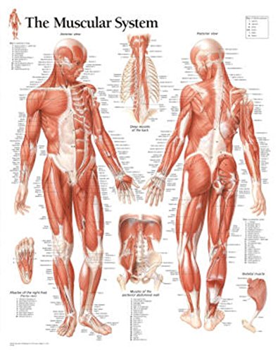 Muscular System Male chart: Laminated Wall Chart