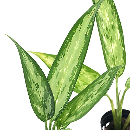 ieEjAOIl} Vo[NC[iP|bgj