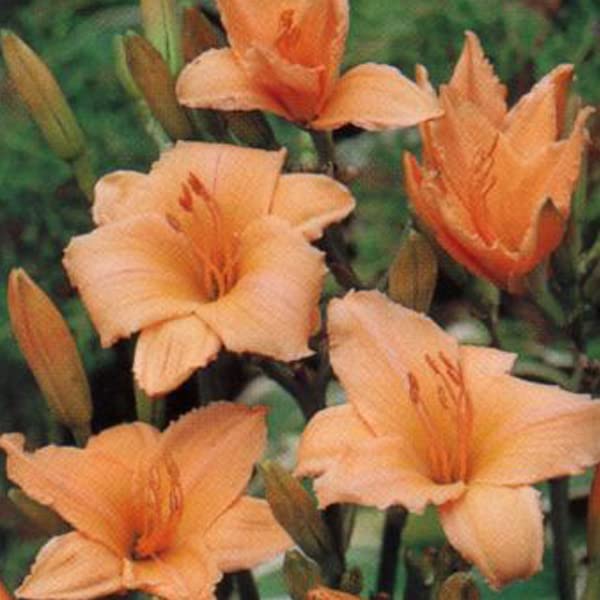 12 unità Hemerocallis 'Baley Hay' - Giglio Diurno Vaso 9x9cm ±1 m² - Daylily con Fiori Arancioni e Verde per Giardini
